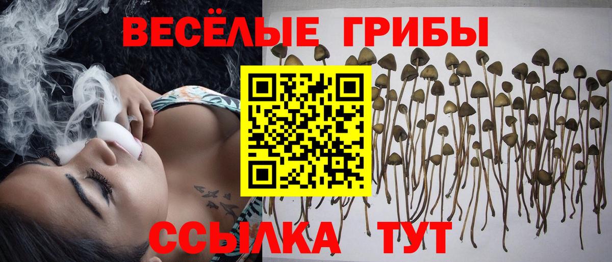 Галлюциногенные грибы Cubensis Псков
